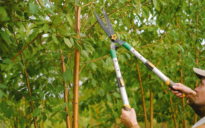 Tree trimming in Norfork, AR